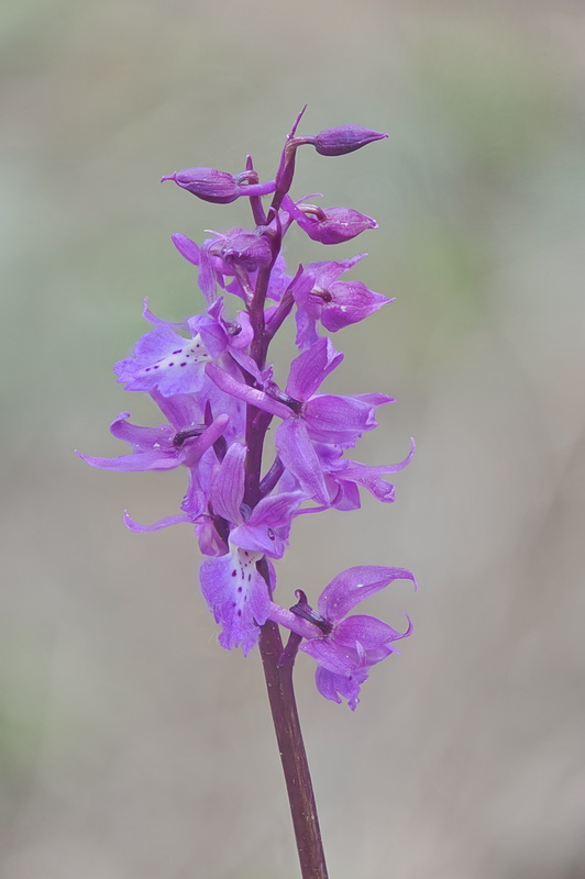 Orchis pengenziana?