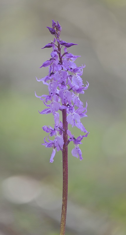 Orchis pengenziana?