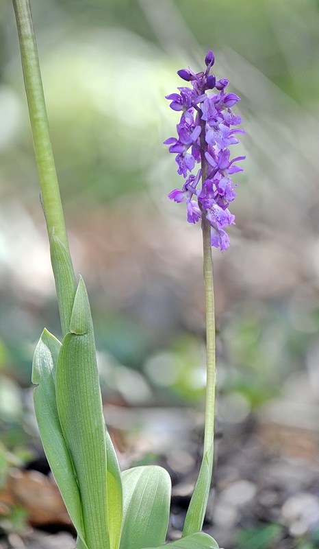 Orchis pengenziana?