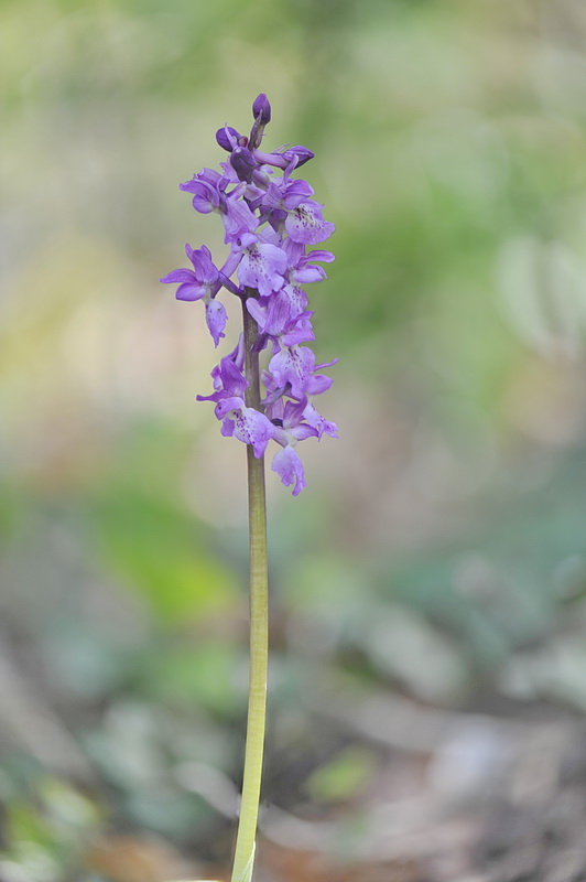 Orchis pengenziana?