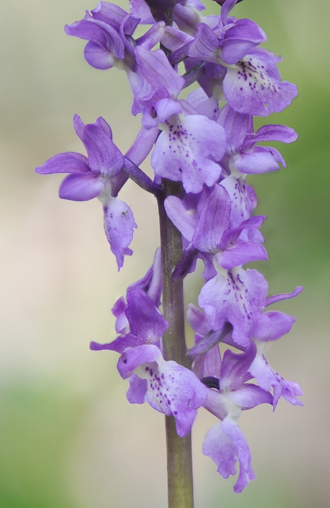 Orchis pengenziana?