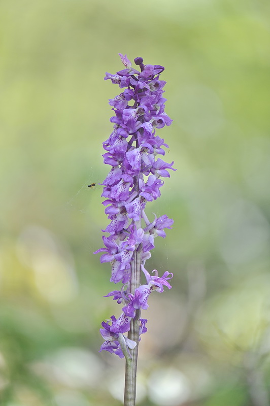 Orchis pengenziana?