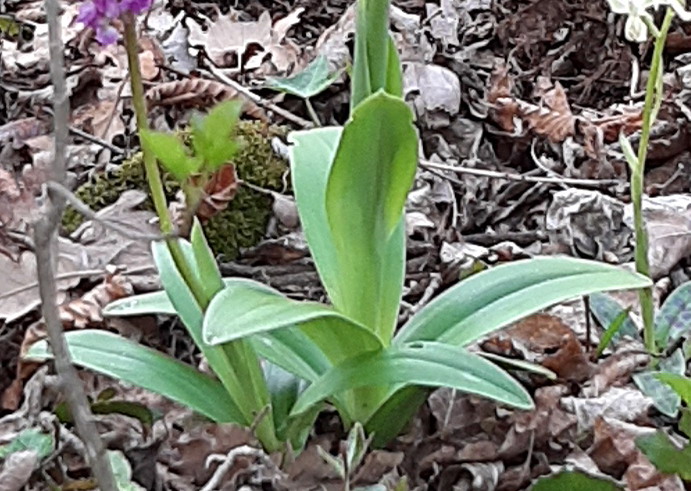 Orchis pengenziana?