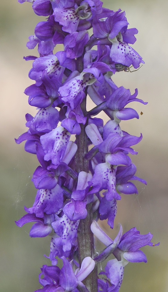 Orchis pengenziana?