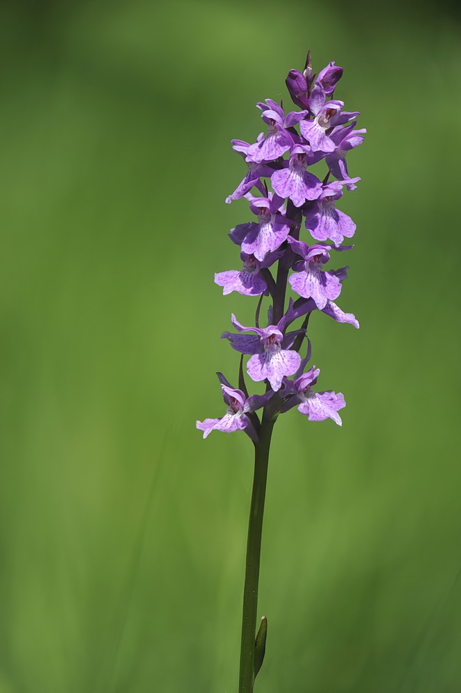 Dactylorhiza fuchsii?