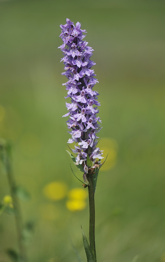 Ancora Dactylorhiza