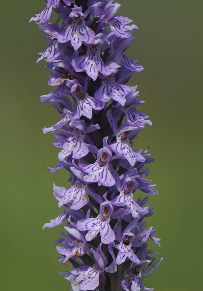 Ancora Dactylorhiza