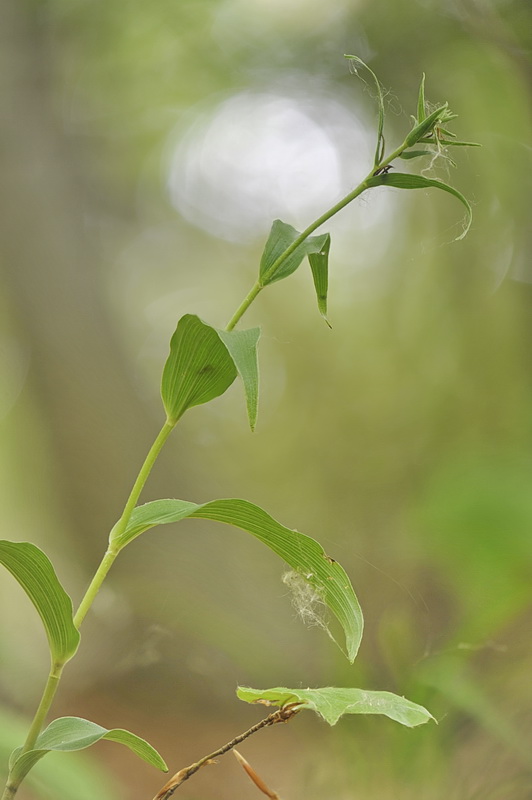 Epipactis ...