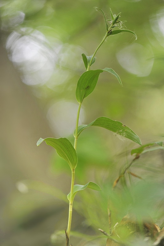 Epipactis ...