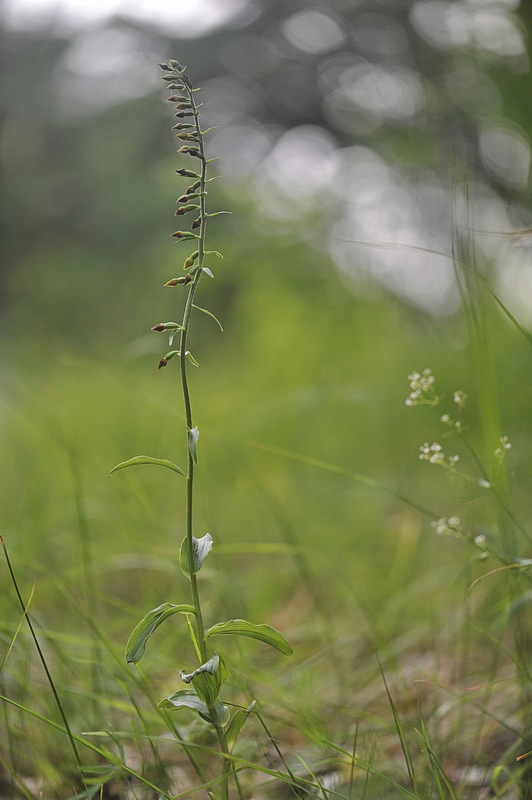 Epipactis ...