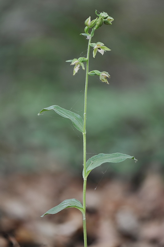 Epipactis ...