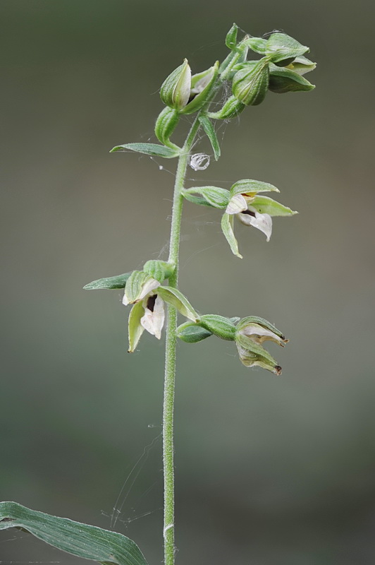 Epipactis ...