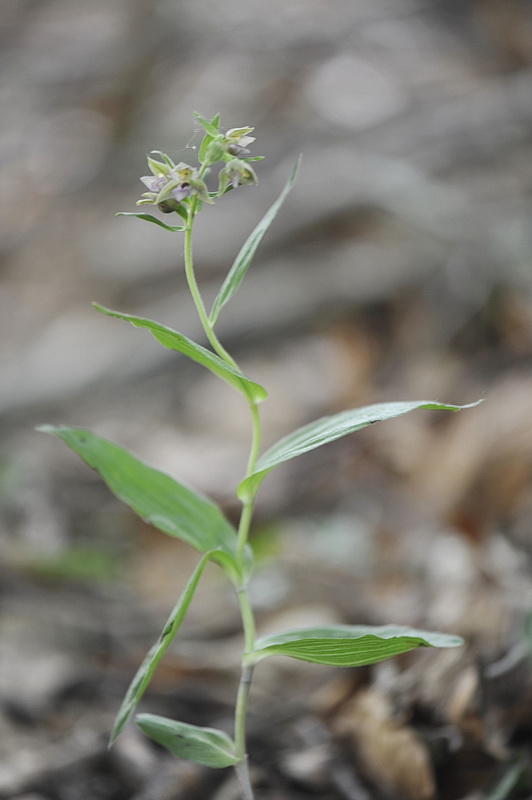 Epipactis ...