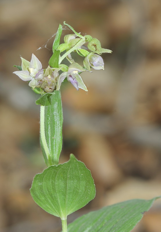 Epipactis ...