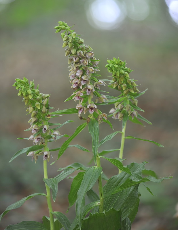 Epipactis ...