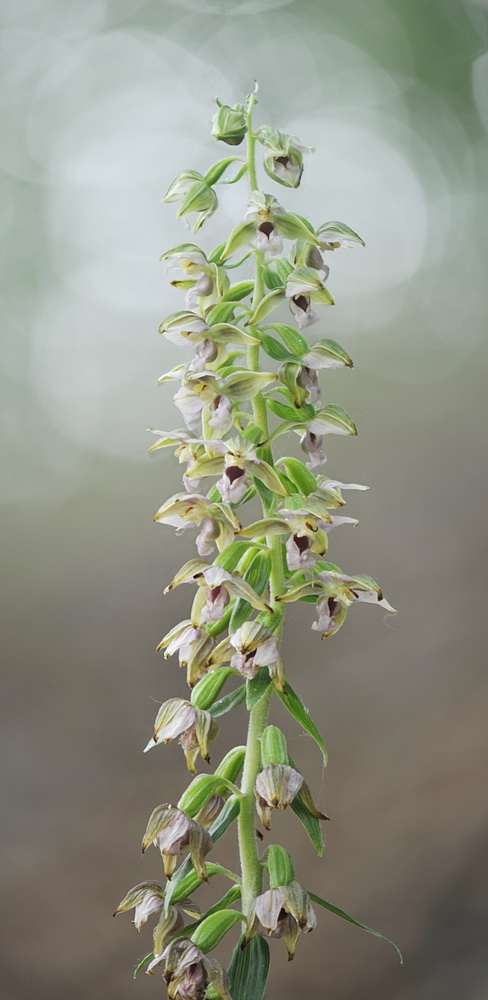 Epipactis ...