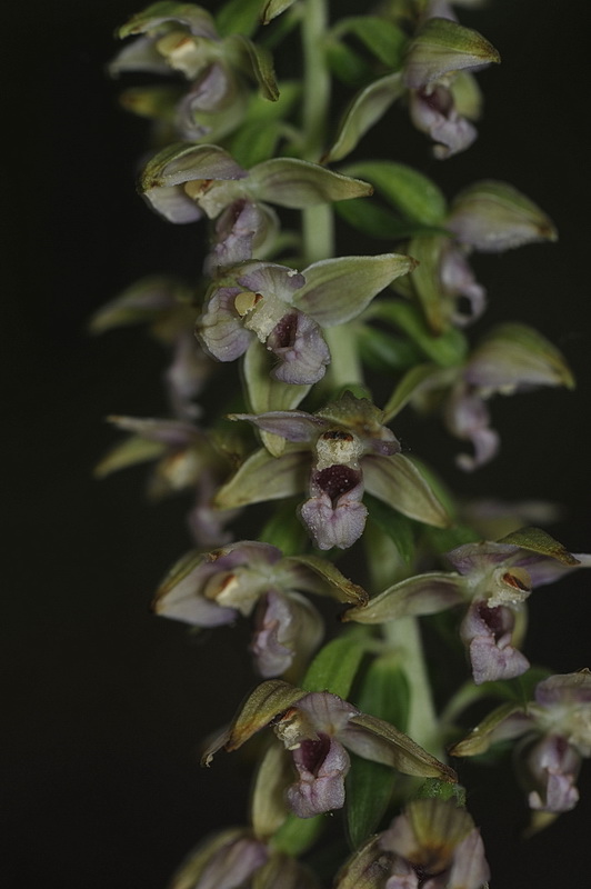 Epipactis ...