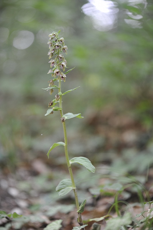 Epipactis ...