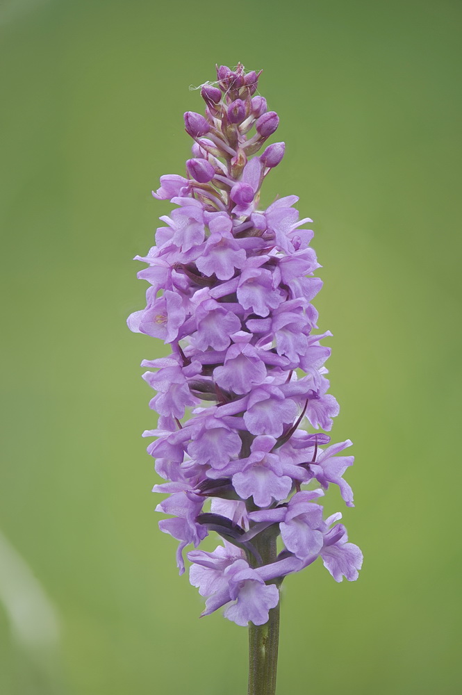 Gymnadenia intermedia?