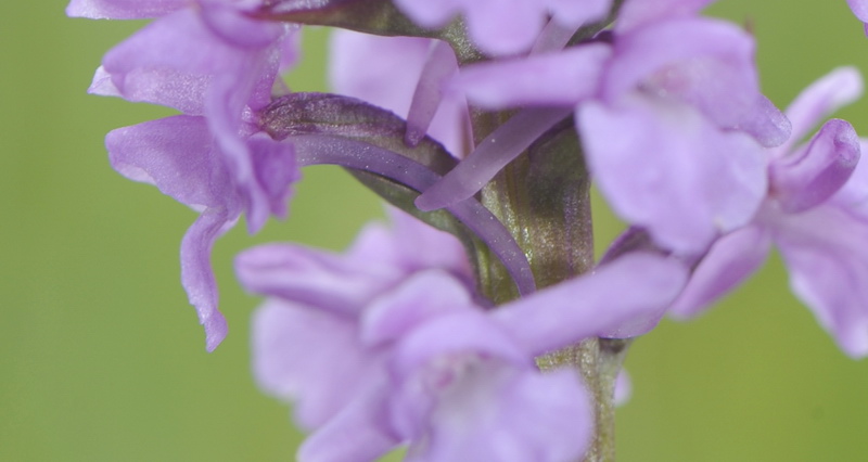 Gymnadenia intermedia?