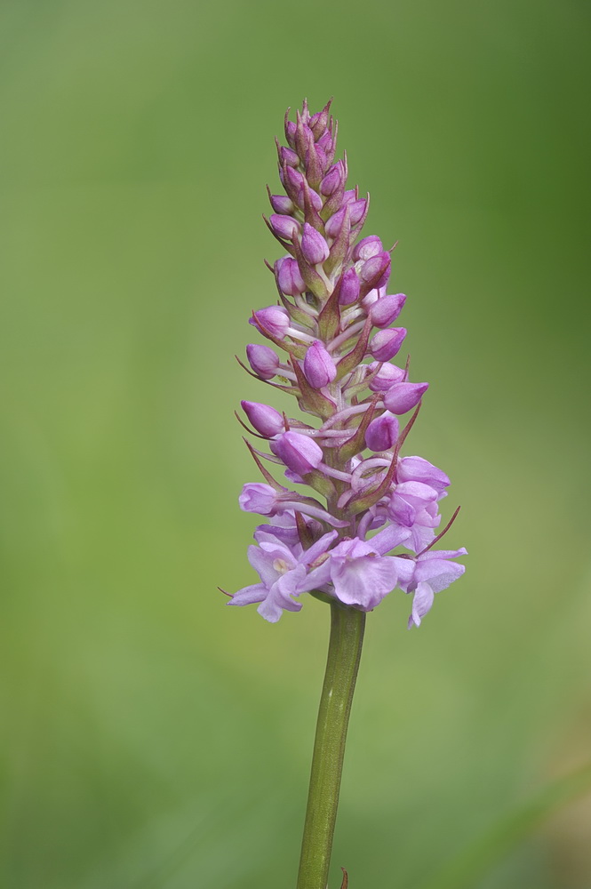 Gymnadenia intermedia?