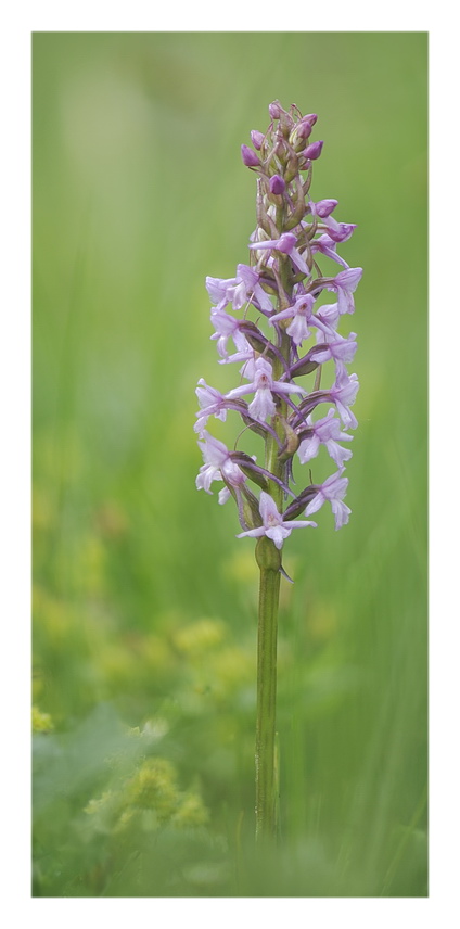 Orchidee venete 2022 - 5