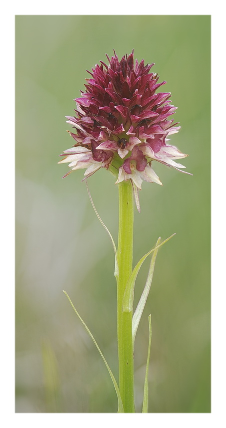 Orchidee venete 2022 - 7