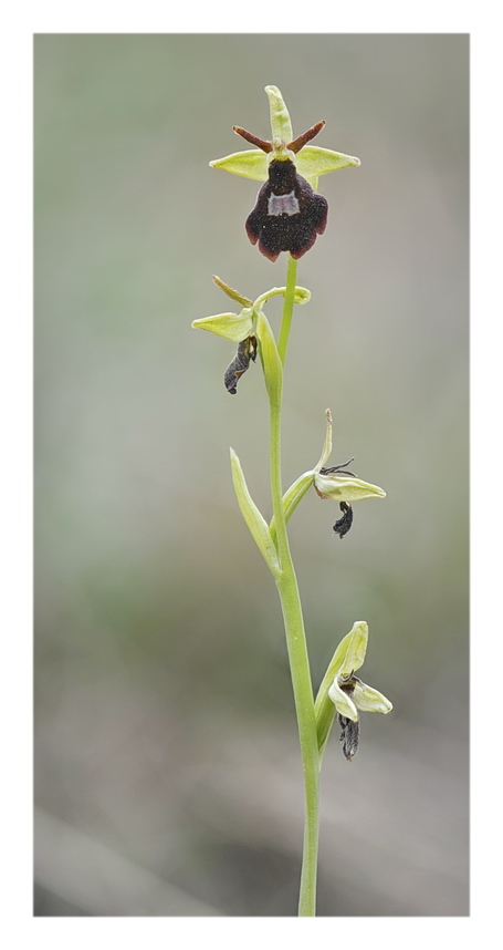 Orchidee venete 2022 - 9