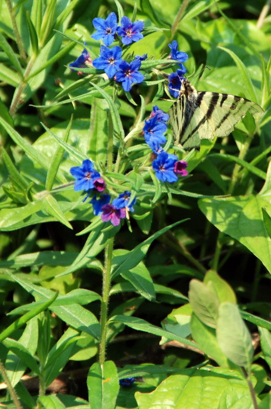 Legousia hybrida? No, Aegonychon purpurocaeruleum (= Buglossoides purpurocaerulea)