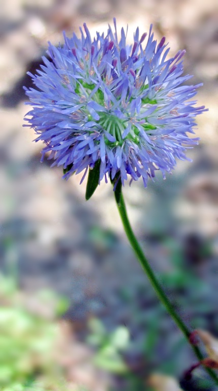 Jasione montana?  S