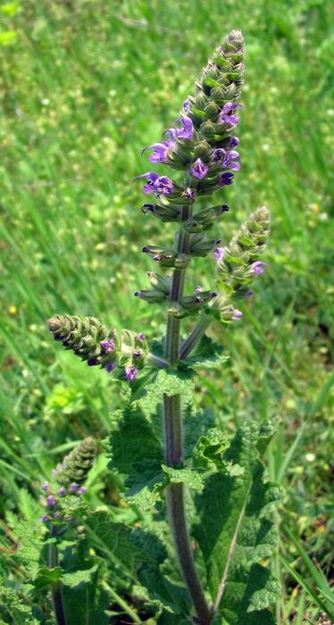 Salvia?  S, forse S. verbenaca