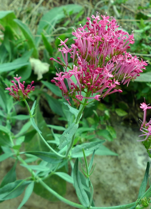 Centranthus ruber?  S