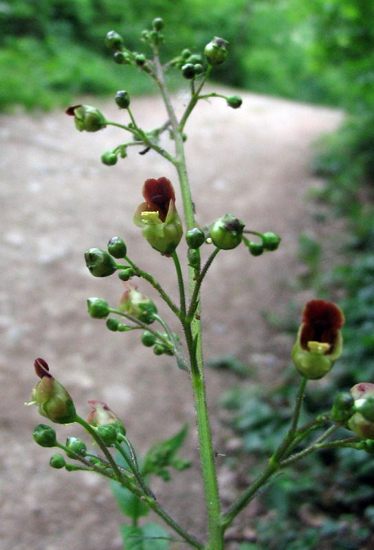Scrophularia nodosa?  S