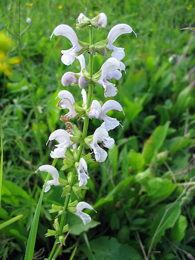 Salvia?  S, forse S. verbenaca