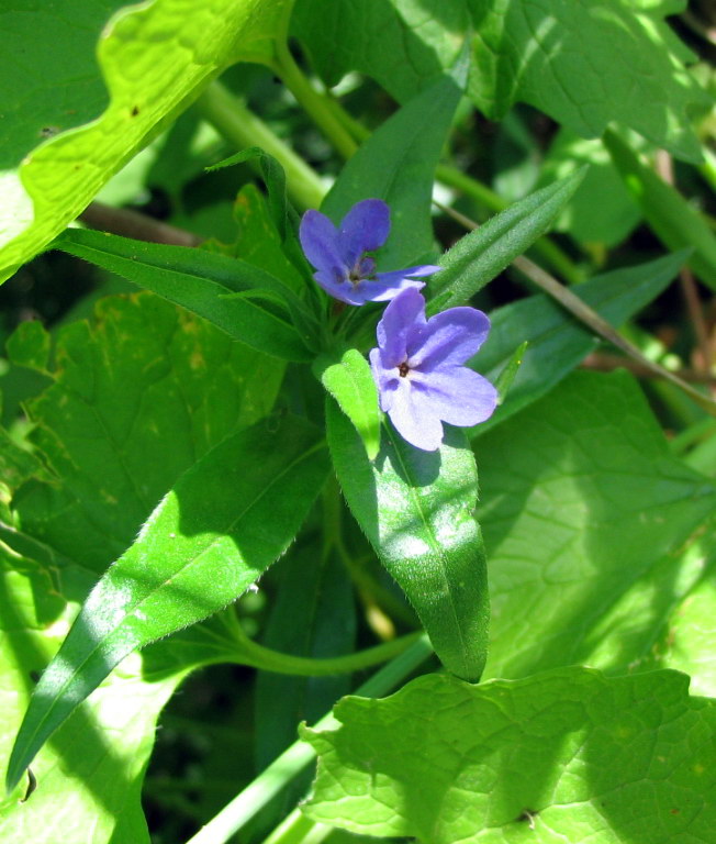 Aegonychon purpurocaeruleum e Anchusa azurea ?  S