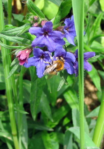 Aegonychon purpurocaeruleum e Anchusa azurea ?  S