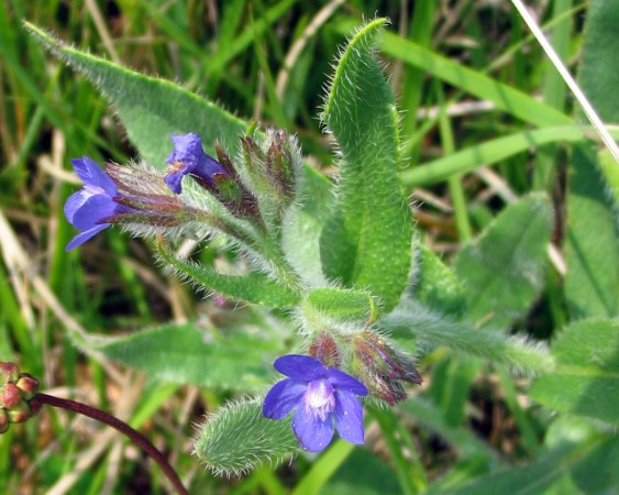 Aegonychon purpurocaeruleum e Anchusa azurea ?  S