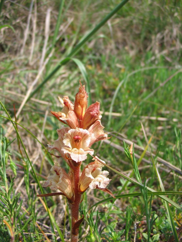 Orobanche cfr. alba