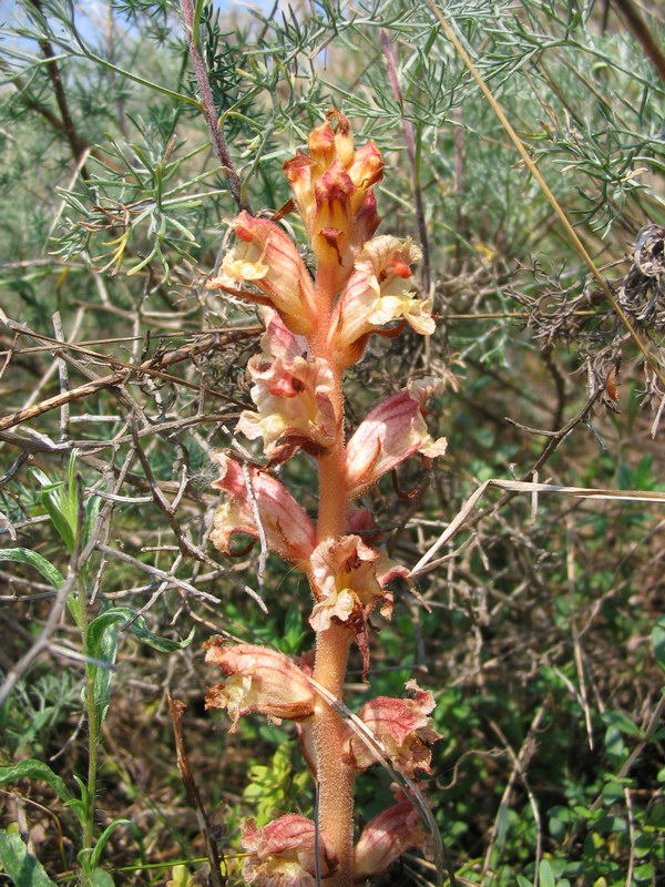 Orobanche cfr. alba
