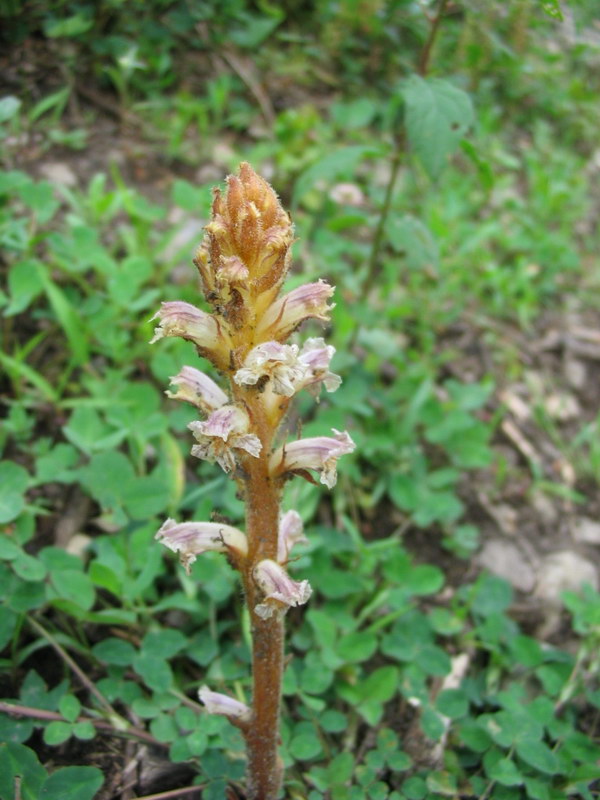 Orobanche sp.