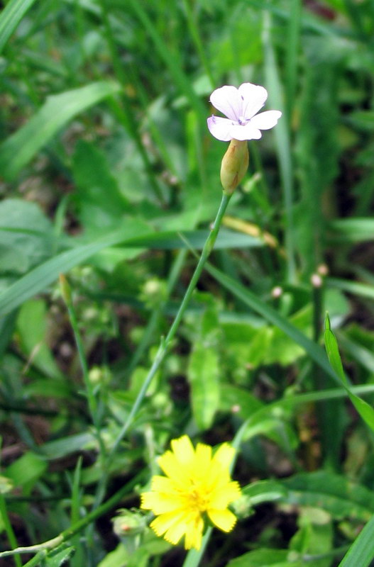 Petrorhagia prolifera?  S...