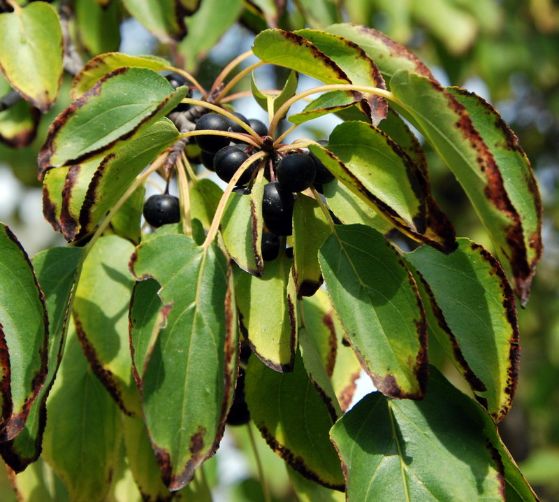 Rhamnus cathartica? S