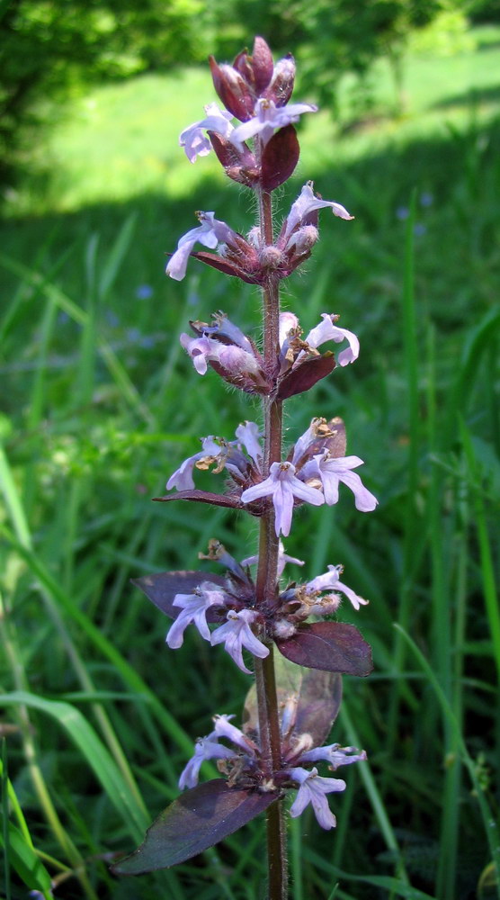 Salvia pratensis?  No, Ajuga reptans