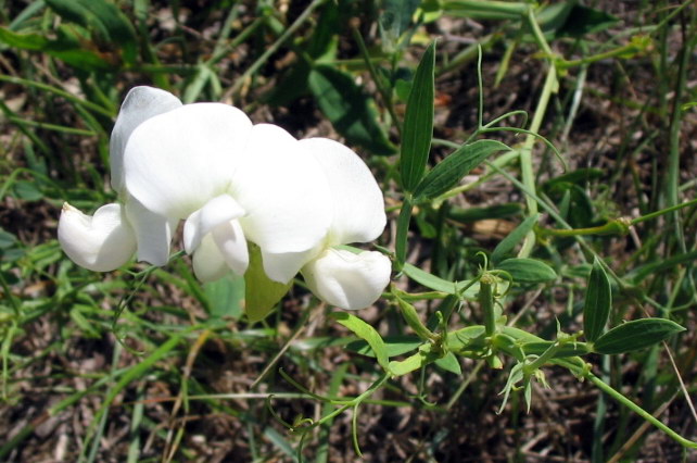 Pisum sativum? No, Lathyrus sylvestris