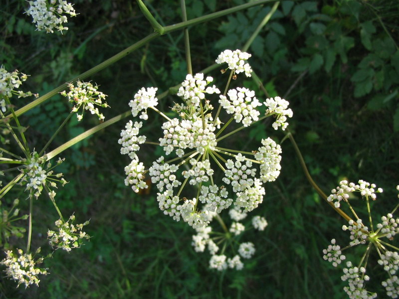 Angelica sylvestris?  No,  Cervaria rivini ed altre due specie