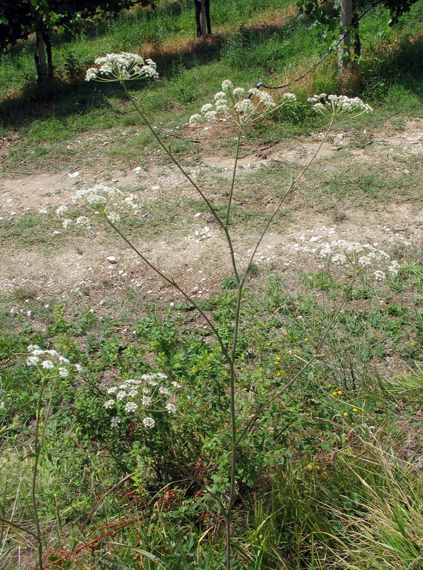Angelica sylvestris?  No,  Cervaria rivini ed altre due specie