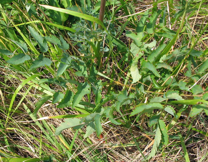 Angelica sylvestris?  No,  Cervaria rivini ed altre due specie