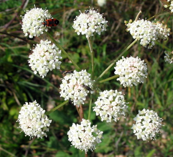 Angelica sylvestris?  No,  Cervaria rivini ed altre due specie