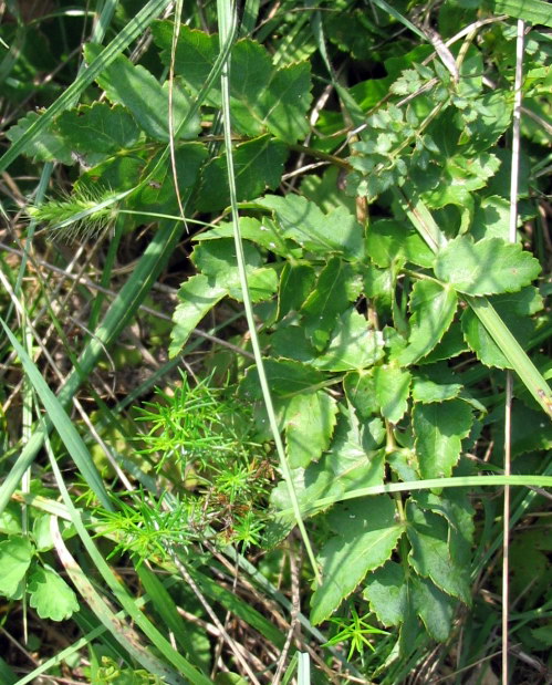 Angelica sylvestris?  No,  Cervaria rivini ed altre due specie