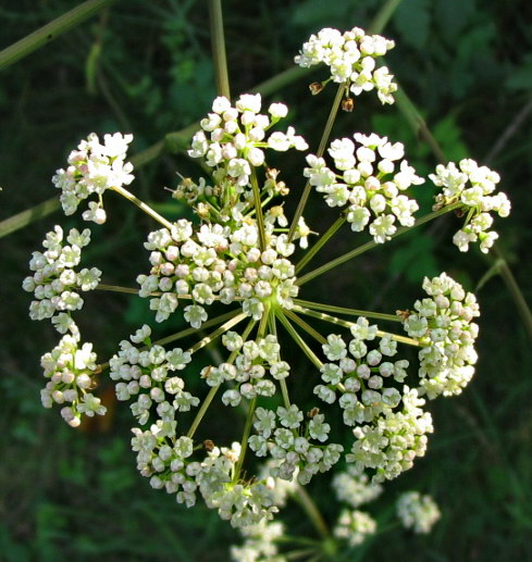 Angelica sylvestris?  No,  Cervaria rivini ed altre due specie